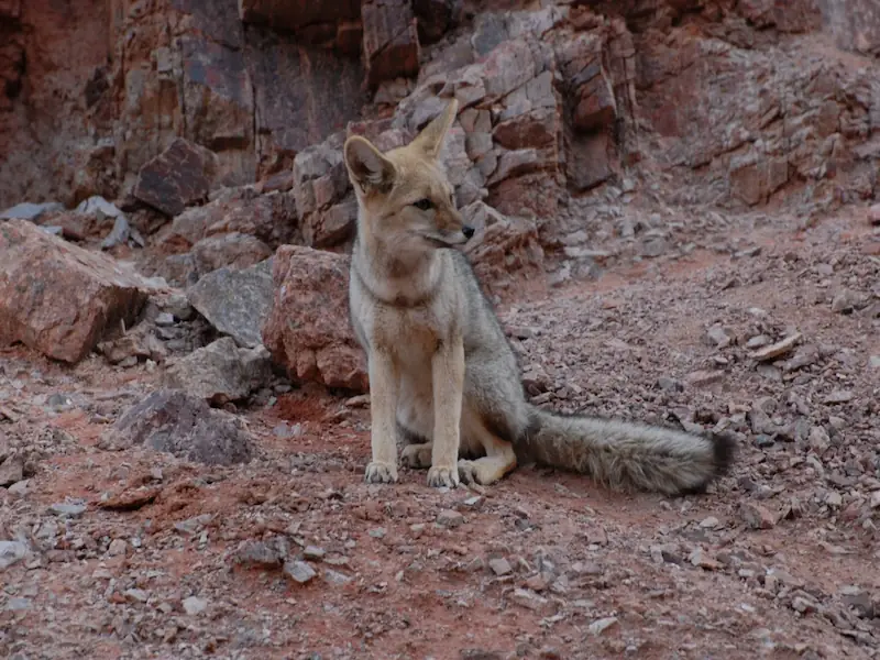 Fauna andina en Catamarca